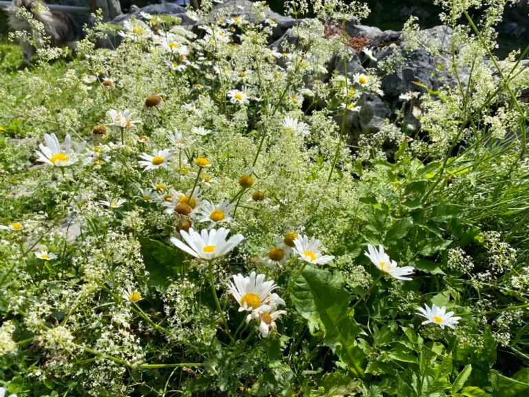 Pflanzen phototoxische Reaktion