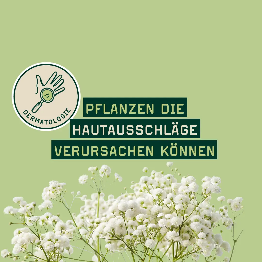 Teaser Phototoxisch Derma Bärenklau Derma Beitrag Hautausschläge